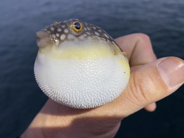 日記内の写真