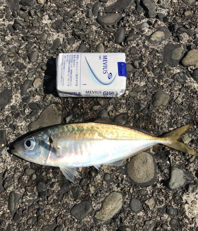 夏の木更津沖堤防！アジを釣りたい！イワシを釣りたい！ - 釣りペディア