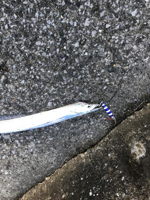 日記内の写真