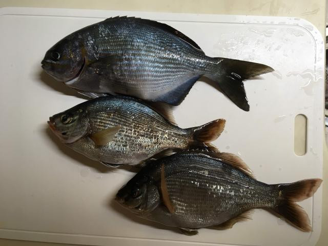 変な魚しか釣れない今日このごろ - 釣りペディア