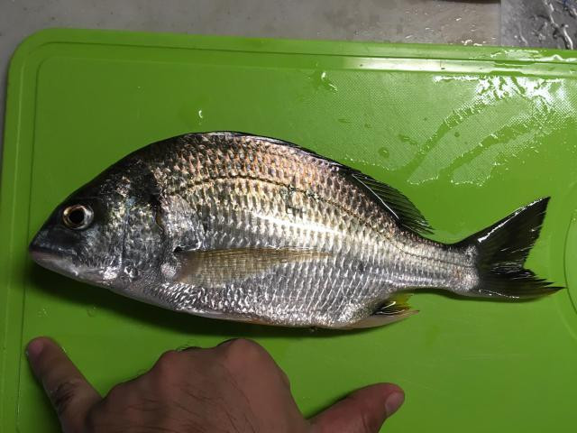 変な魚しか釣れない今日このごろ - 釣りペディア