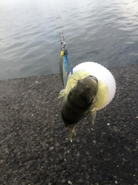 日記内の写真