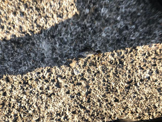 日記内の写真
