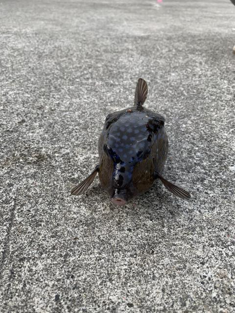 日記内の写真
