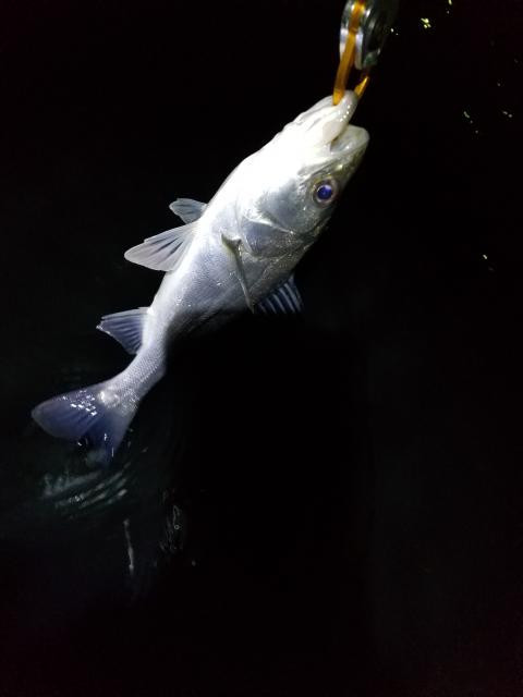 クロステージCRX-862ST これでシーバスをバラさない？ソリッドティップのコスパ最高