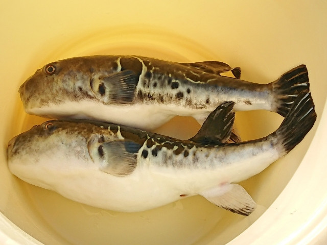 年初のトラフグ釣り 年2月8日 釣りペディア