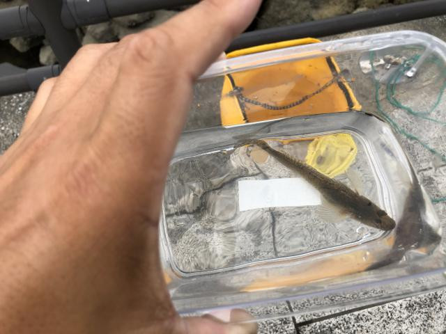 日記内の写真