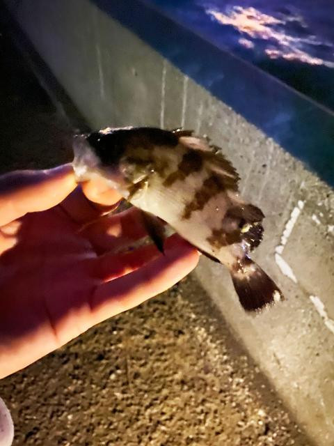 日記内の写真