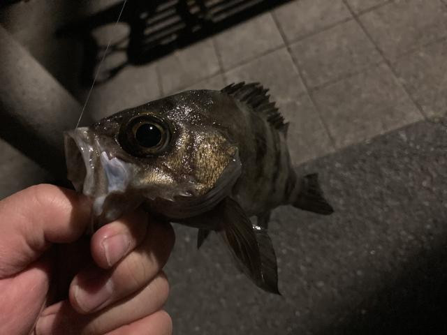 日記内の写真