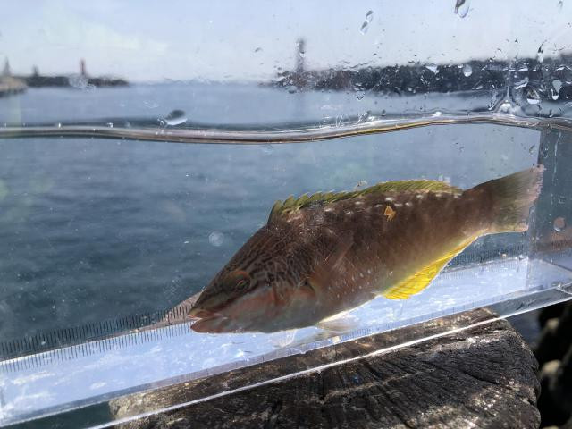 日記内の写真