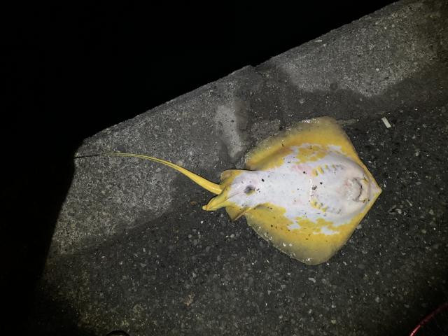 日記内の写真