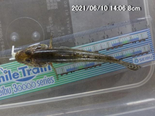日記内の写真