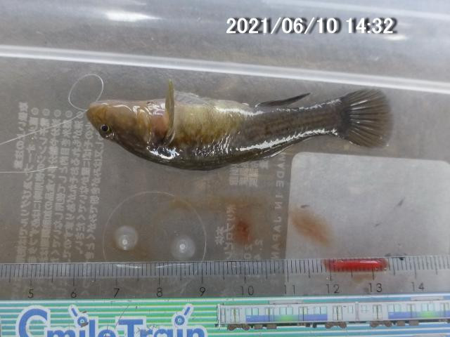日記内の写真
