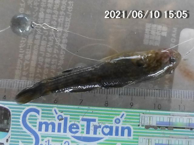 日記内の写真