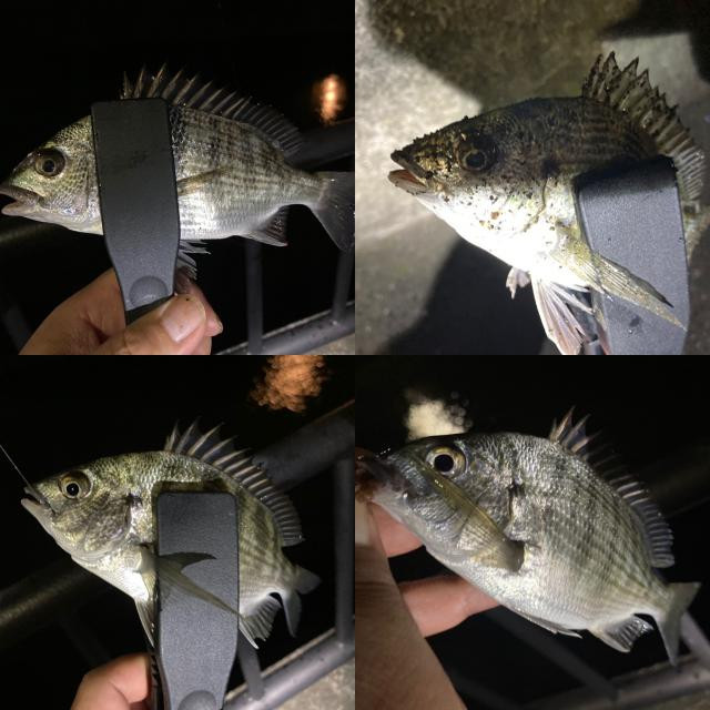日記内の写真