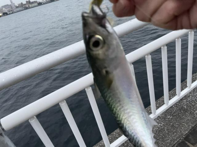 日記内の写真