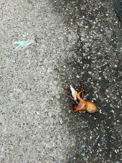 日記内の写真
