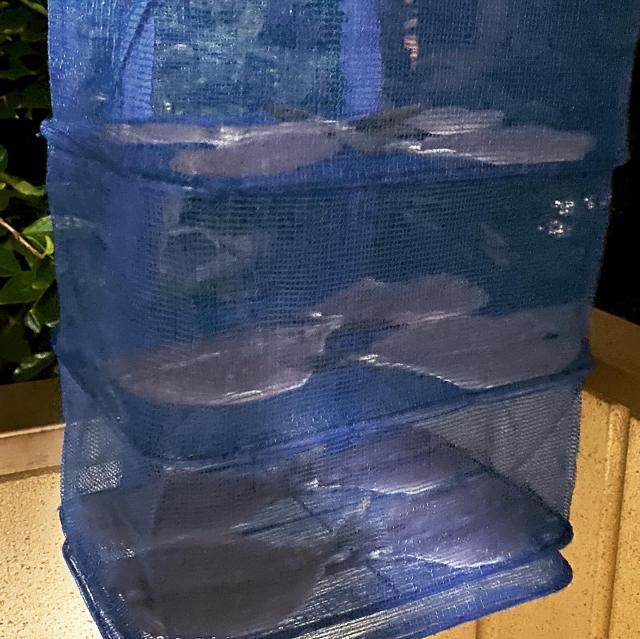 日記内の写真