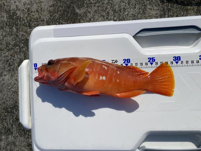 日記内の写真