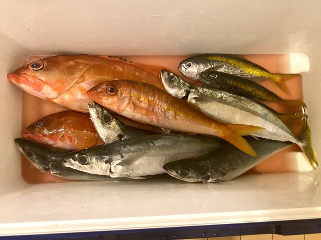 今年最後の島遠征は神津島でカゴ釣りを頑張る！【神津島・前浜港
