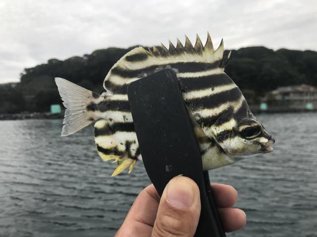 日記内の写真
