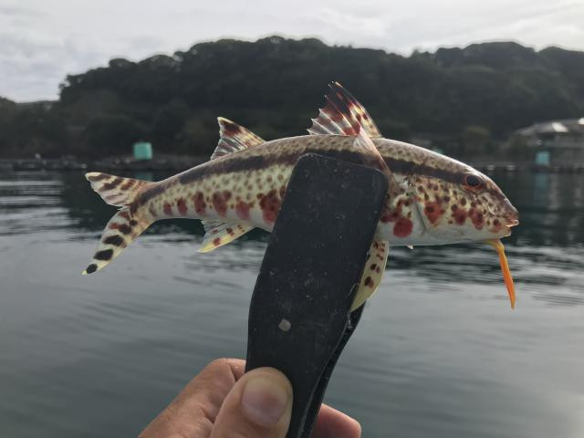 日記内の写真