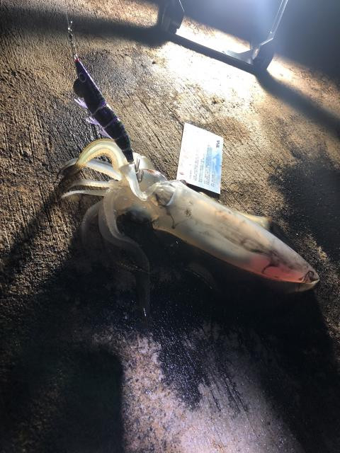 日記内の写真