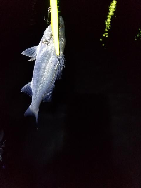 2020年バチ抜け調査とニューアイテムクロステージCRX-862STのインプレ