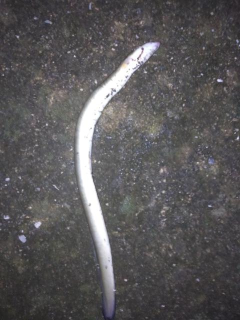 日記内の写真