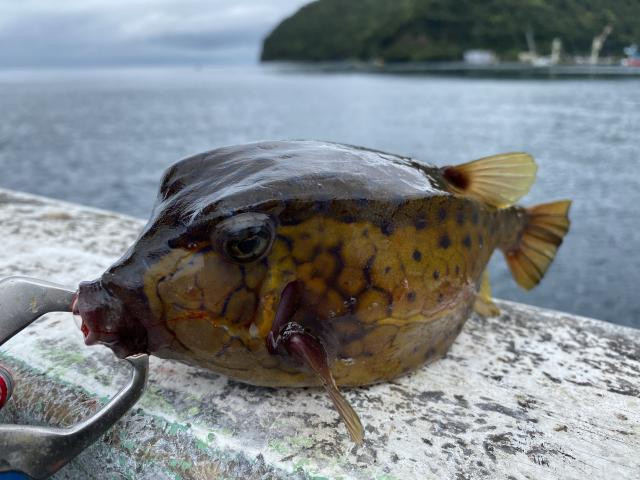 日記内の写真