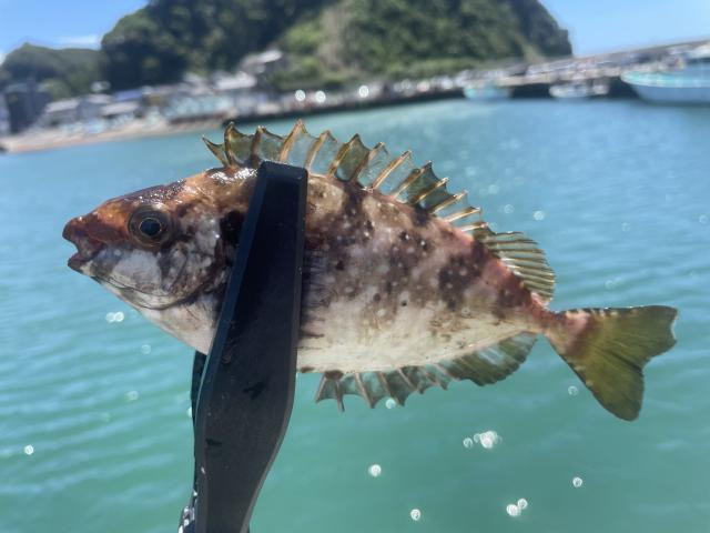 日記内の写真
