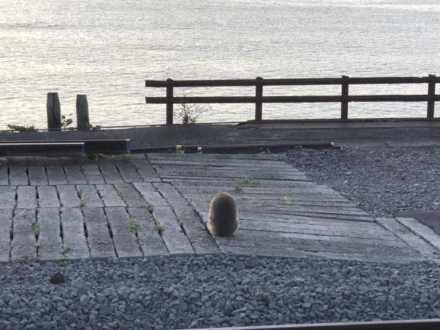 日記内の写真
