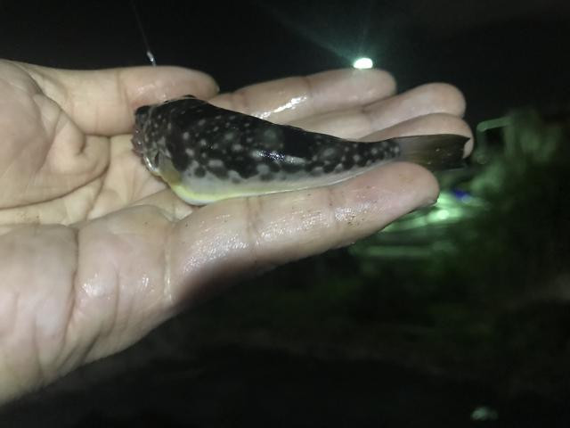 日記内の写真