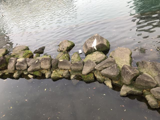 日記内の写真