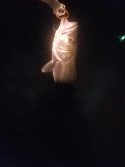 日記内の写真