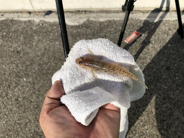 日記内の写真