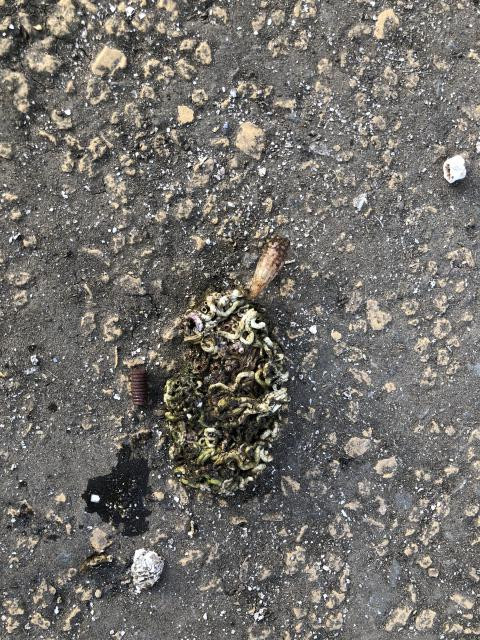 日記内の写真