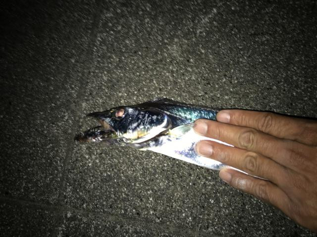 日記内の写真