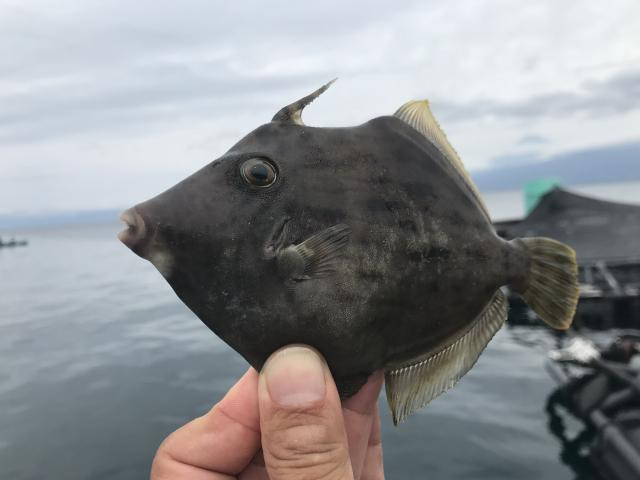 日記内の写真