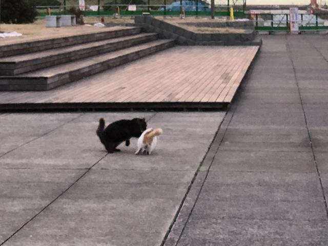 日記内の写真