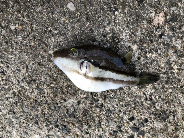 日記内の写真