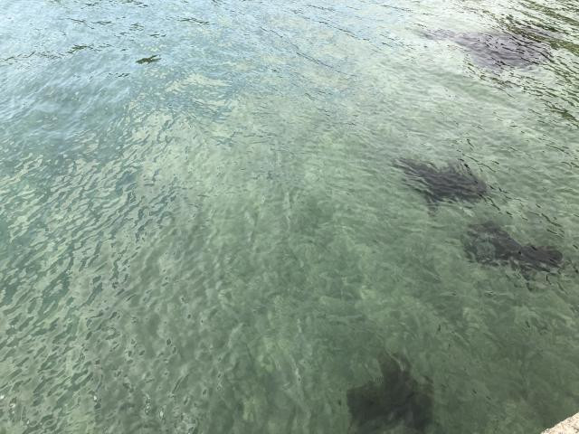 日記内の写真