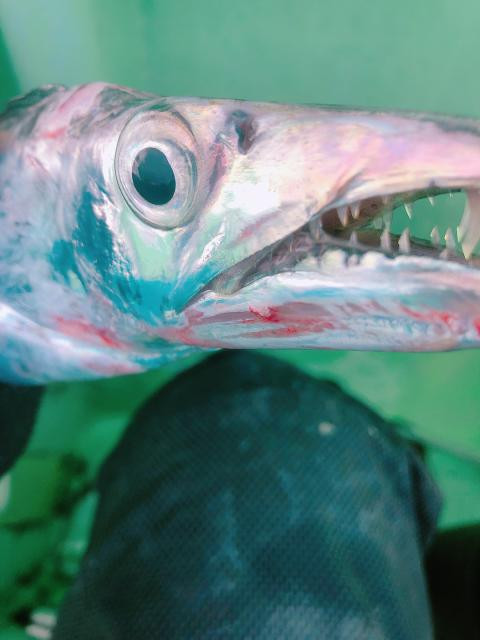 日記内の写真