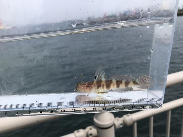 日記内の写真