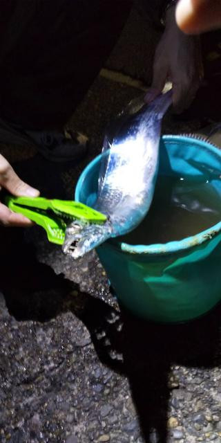 日記内の写真