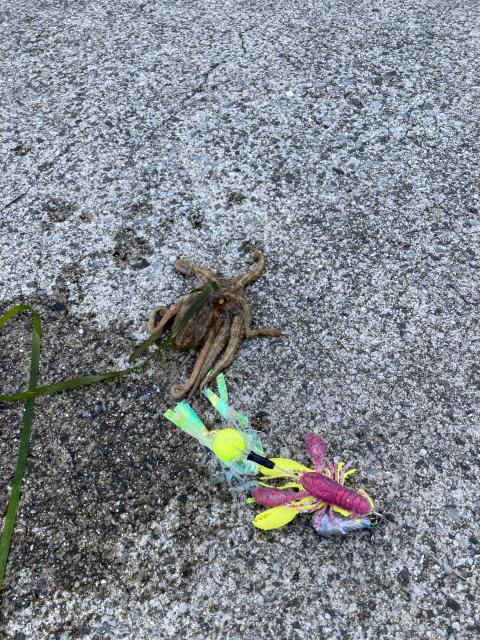 日記内の写真