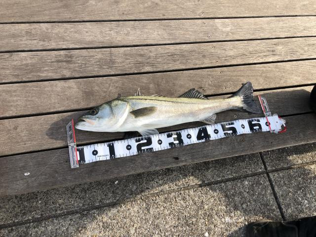 日記内の写真