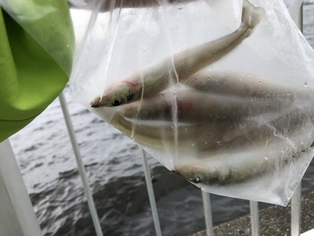 日記内の写真