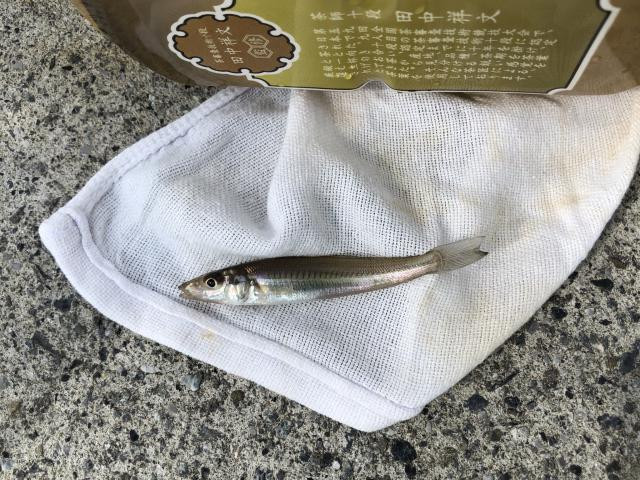 日記内の写真