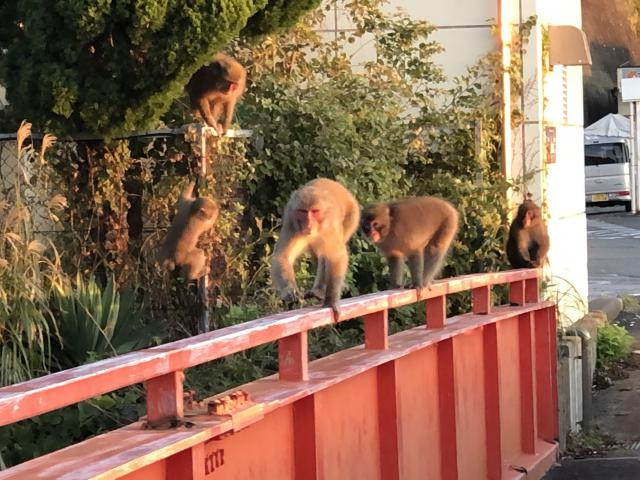 日記内の写真